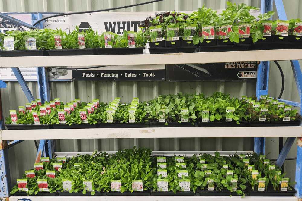 Trays of seedlings, potted plants, and gardening supplies at The Rural Nursery, Murrumbateman Rural Supplies